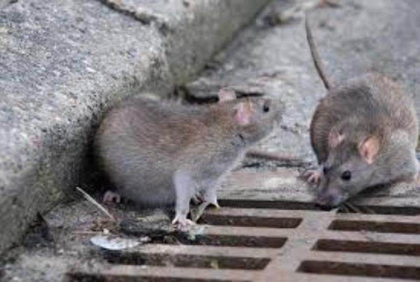 Власти взялись за травлю крыс на Пушкинской набережной в Таганроге