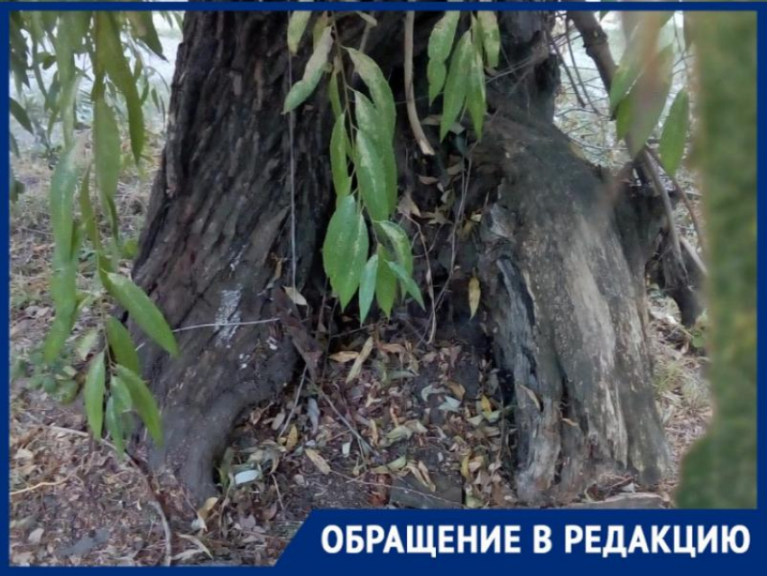 Спилить нельзя оставить: где поставить запятую в вопросе между жителями Таганрога и аварийным деревом