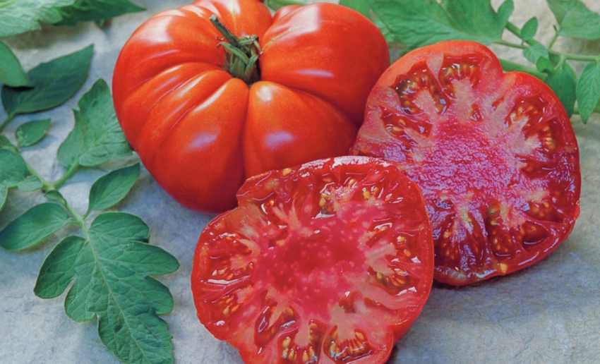 Ребристый гигант весом до двух килограммов – томат сорта Брутус