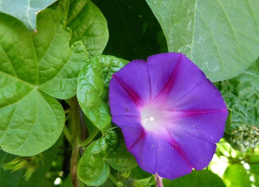 За какие цветы на участке таганрожцы могут сесть в тюрьму