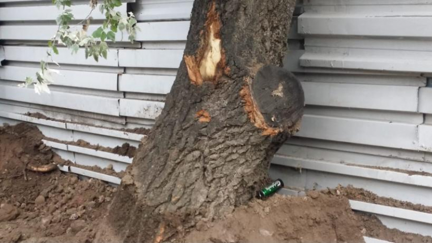 Таганроженку встревожили пострадавшие при строительстве нового ЖК деревья