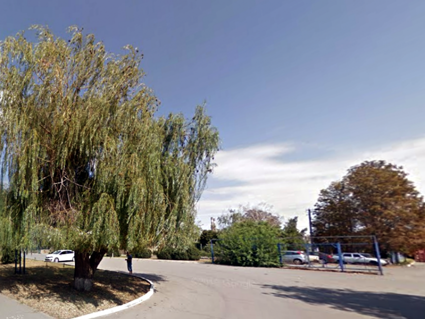 Администрация Таганрога не знает, кто спилил старинные ивы: но обещает разобраться 