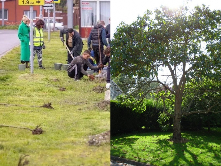 В Таганроге у «Старого вокзала» появилась новая зеленая аллея