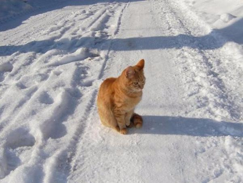 День всех влюбленных в Таганроге будет снежным и морозным