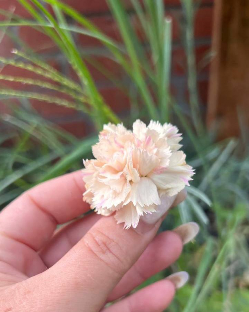 Товар дня:  гвоздика Диана и Дейвон Крим