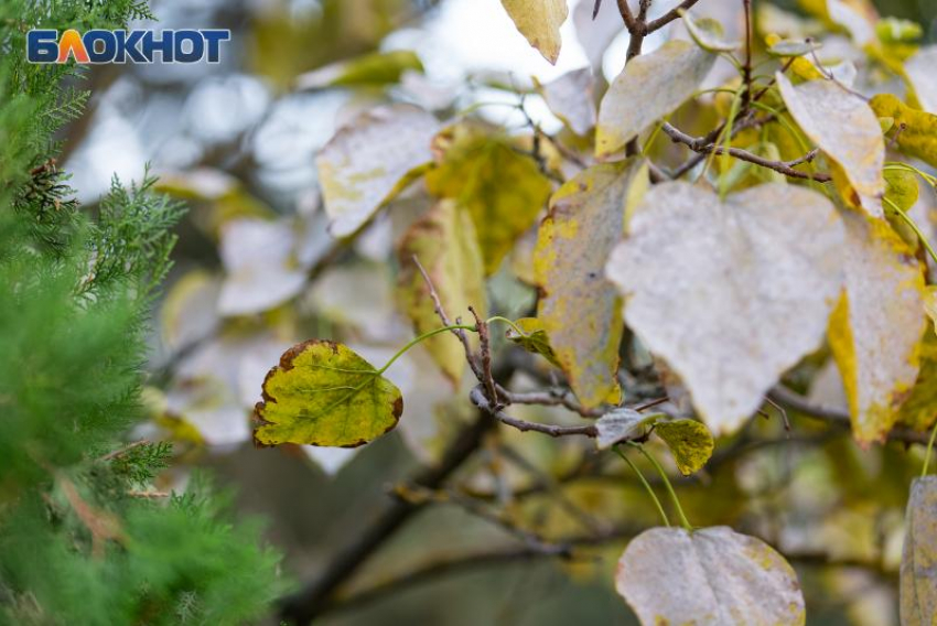 20 ноября — Федотов день для таганрожцев: встречаем зиму с мудростью предков