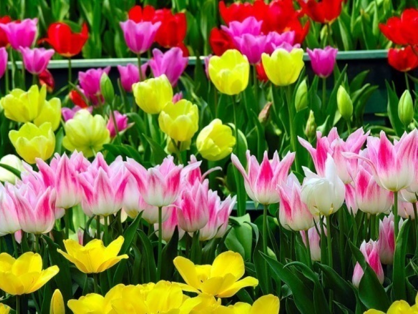 В Ростове расцветут 10 тысяч цветов