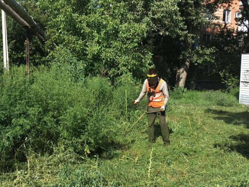Администрация Таганрога огласила список территорий, где осенью будут косить траву