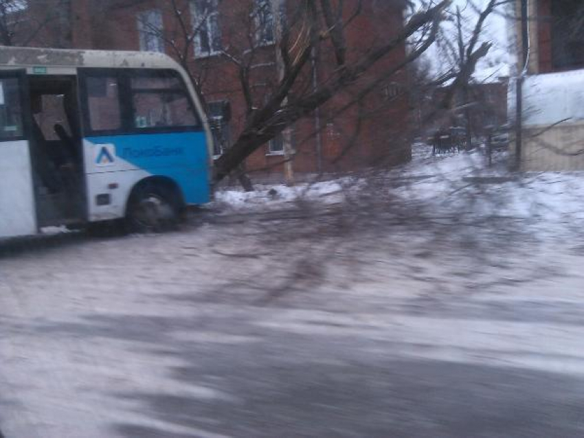 В Таганроге маршрутное такси с пассажирами протаранило дерево