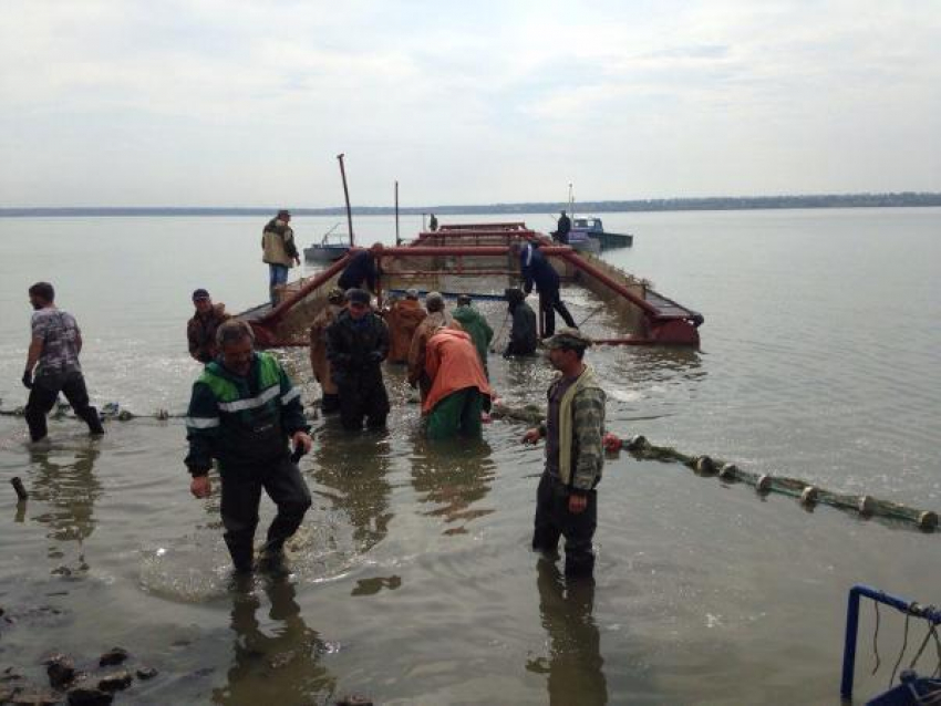 Жители Неклиновского района обвинили рыбколхоз в оккупации рекреационной зоны