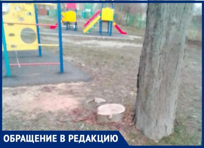 Таганроженку обеспокоила вырубка здоровых с виду деревьев