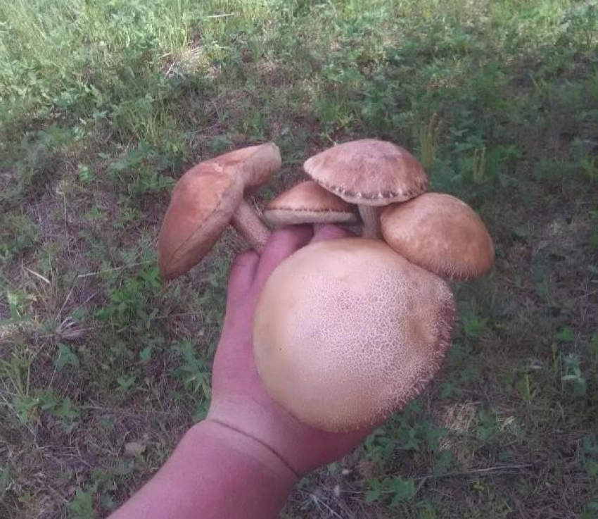 Жители Таганрога открыли грибной сезон несмотря на предупреждения специалистов