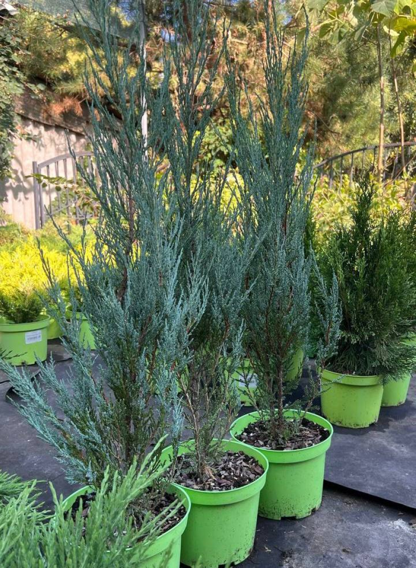 Товар дня: хвойные растения по спеццене