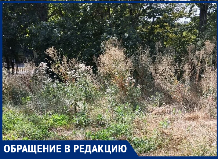 "Лопухи ростом с человека": Циолковский был бы в шоке от запустения в Таганроге
