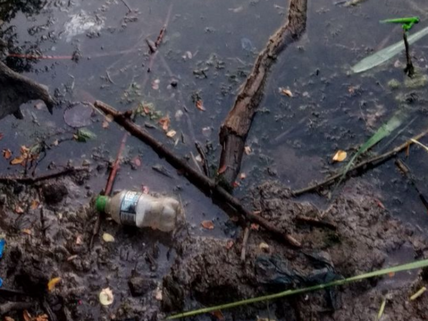 Черепашки тонут в мусоре несознательных таганрожцев 