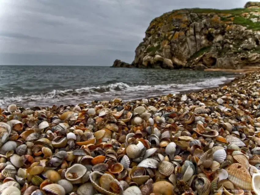 Новый азовский деликатес: моллюск анадара с берегов Таганрогского залива может попасть на наш стол
