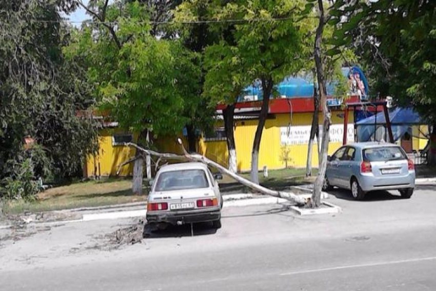 В Таганроге на автомобиль упало  сухое дерево