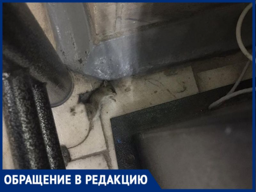 В «КДЦ» в Таганроге мёртвая мышь сутки пугала пациентов 