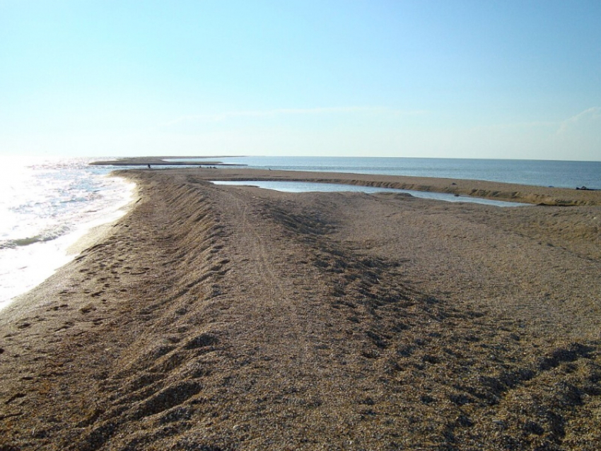 Полку прибыло: в Азовском море появились новые обитатели