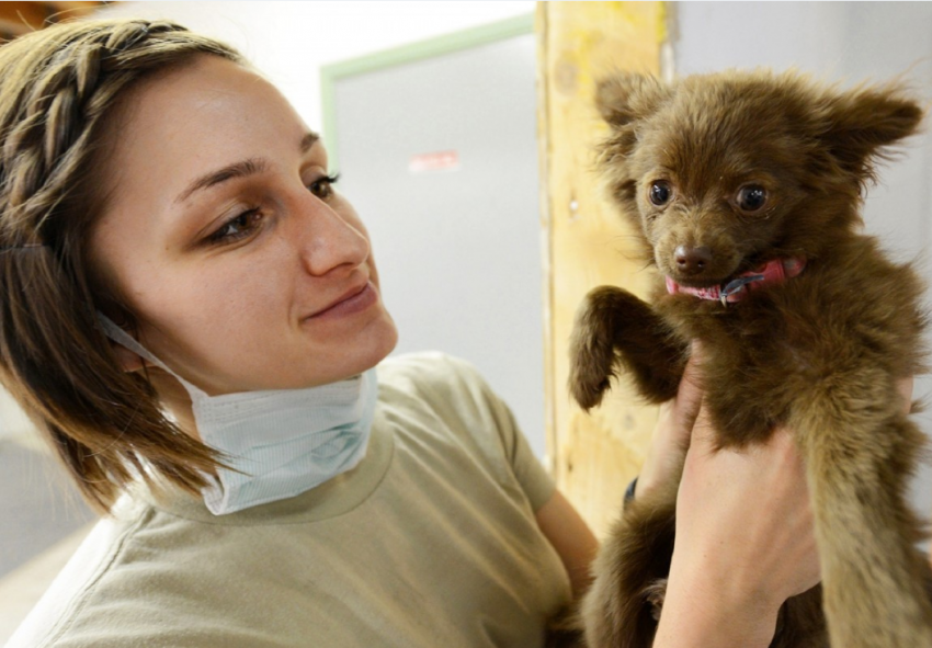 Как не подцепить лишай и прочие «прелести» от кошек и собак - рекомендация местного Роспотребнадзора