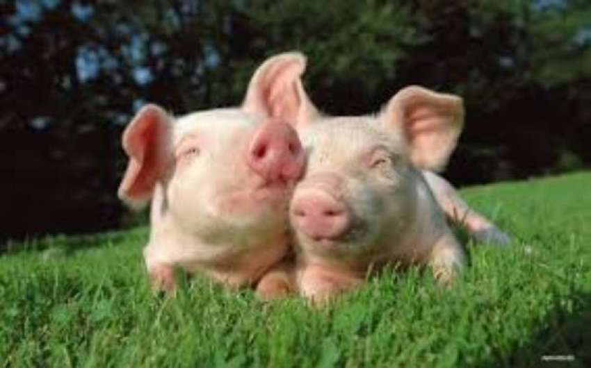 В Ростовской области угрожает эпидемия африканской чумы свиней
