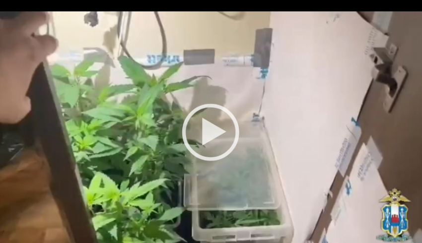 Ядовитую “оранжерею” устроил в своей квартире таганрожец