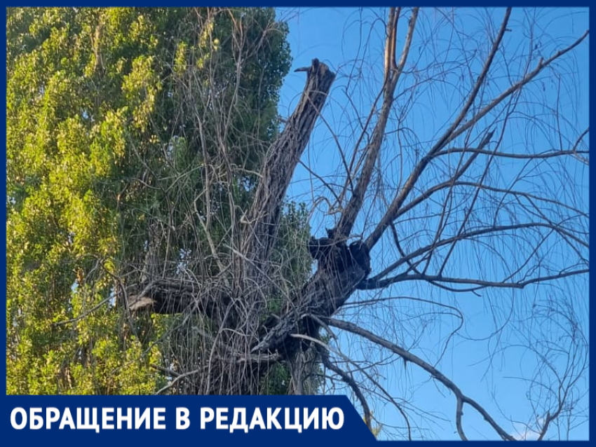 Гнилое дерево пугает жителей Таганрога