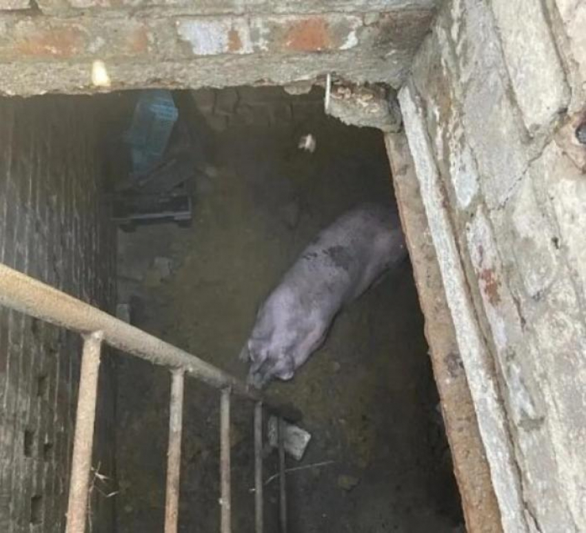 Спасатели под Таганрогом вызволяли из подвала...поросёнка