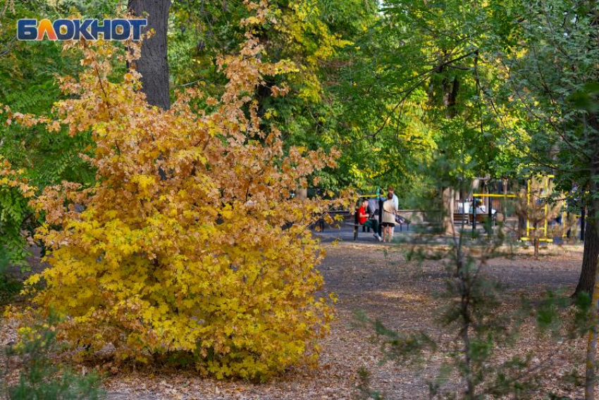 31 октября — Луков день. Что нужно сделать таганрожцам  для здоровья и удачи