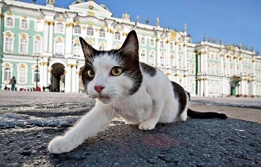 Сегодня всемирный день петербургских котов и кошек