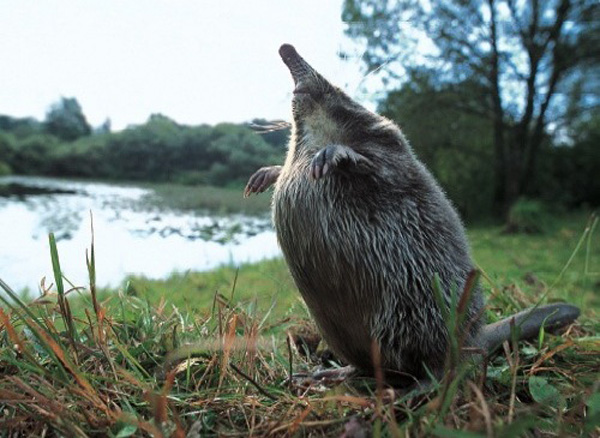 Русская выхухоль (Desmana moschata)