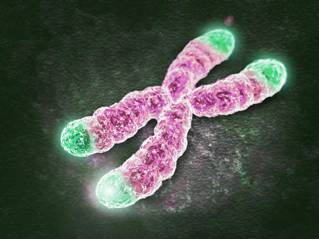 telomeres.jpg