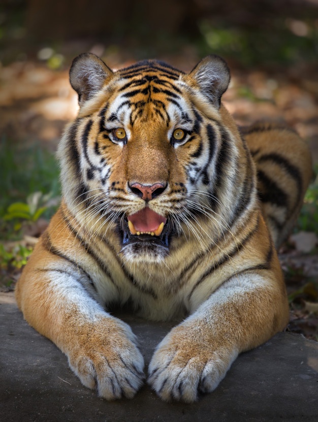 tiger-looking-with-the-open-mouth_1150-18083.jpg