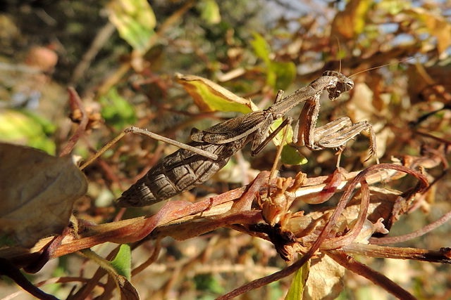 bolivaria-brachyptera.jpg