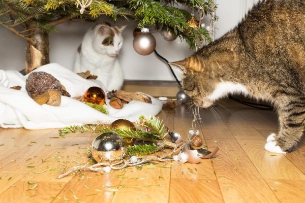 Dec15_JS-blog_cat-tree-mess_Fotolia-tibanna79-1024x703.jpg